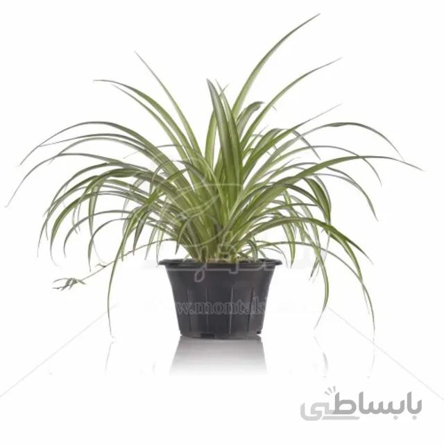گیاه آپارتمانی گل گندمی 40 سانتی متری