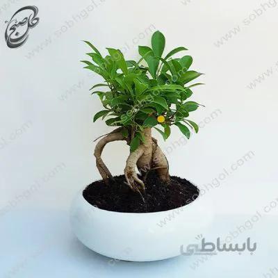 بونسای جینسینگ اصل سایز 2 طرح B-051