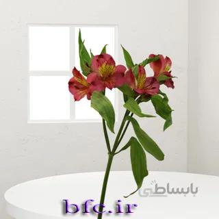 یک شاخه آلسترومریا