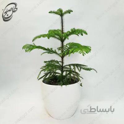 سفارش گل آنلاین – کاج نوئل P-013 ( ارسال گل رایگان )