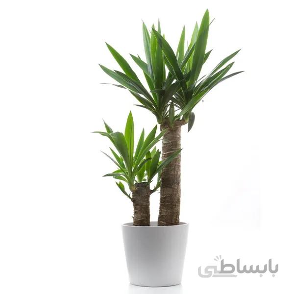 خرید گل آنلاین – یوکا دو قلو سایز متوسط طرح Y-090 ( ارسال گل رایگان )