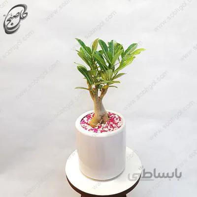 سفارش گل آنلاین – گل آدنیوم طرح A-014