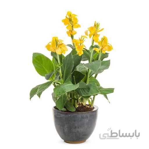 بذر گل اختر زرد