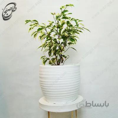 سفارش گل آنلاین – فیکوس بنجامین ابلق طرح F-031