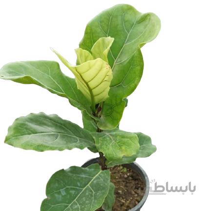 مارانتا زبرا