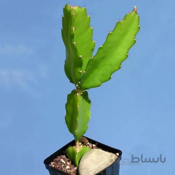 بذر هیلوسرئوس ده عدد