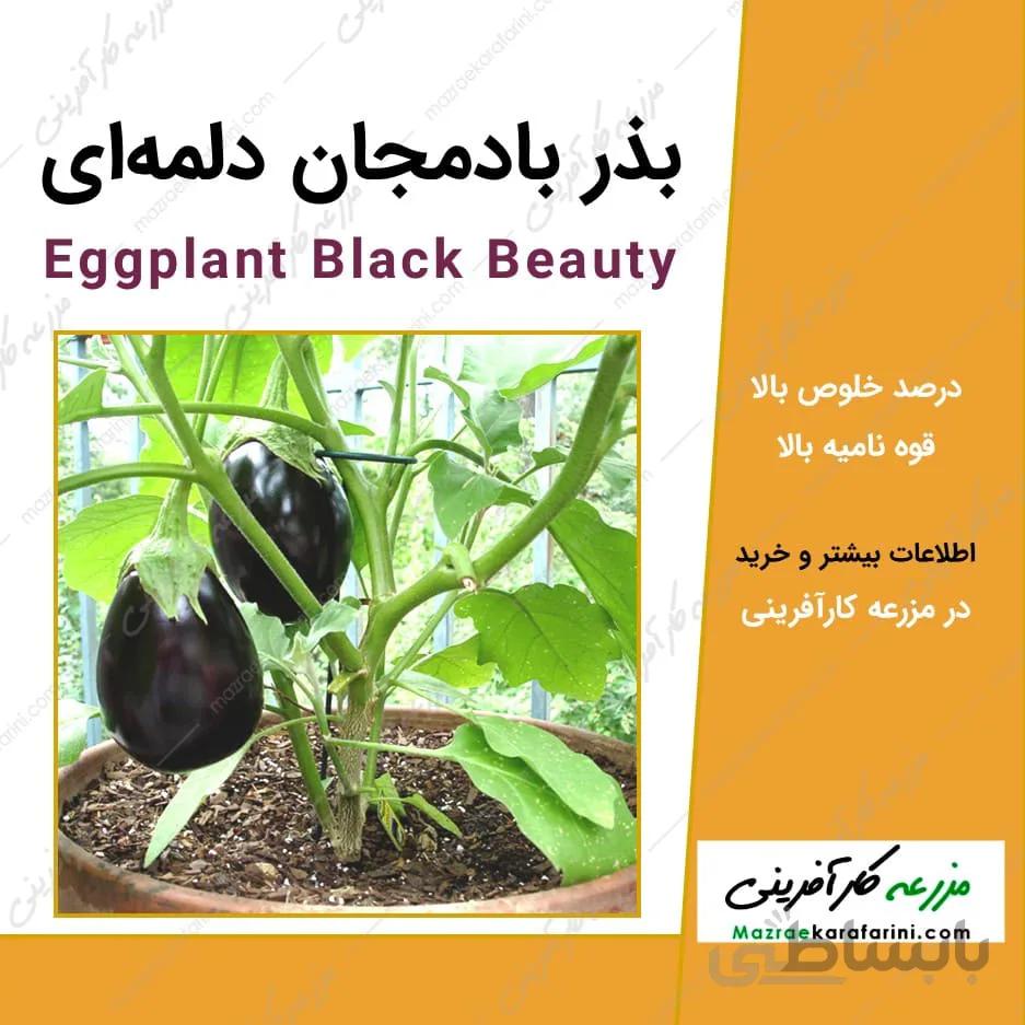 بذر بادمجان دلمه ای