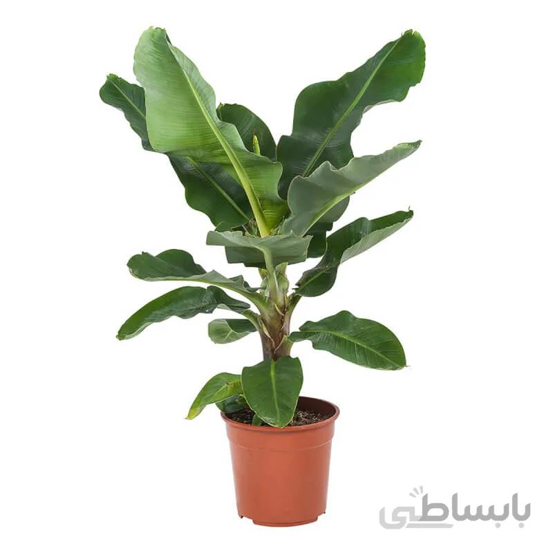 بذر موز بالبیزیانا پاکوتاه گلدانی بسته 3 عددی