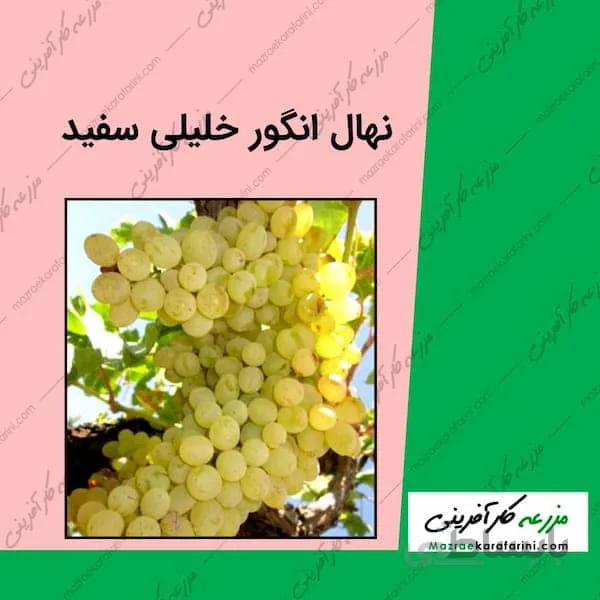 نهال گلدانی انگور خلیلی سفید