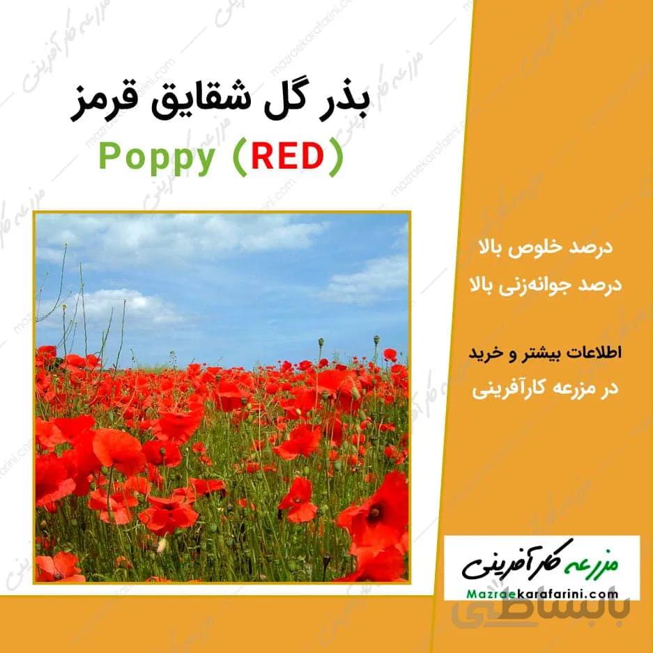 بذر گل شقایق قرمز