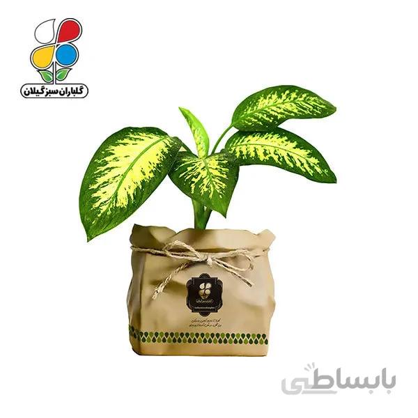 گیاه طبیعی دیفن باخیا گلباران سبز گیلان مدل GN13-15K
