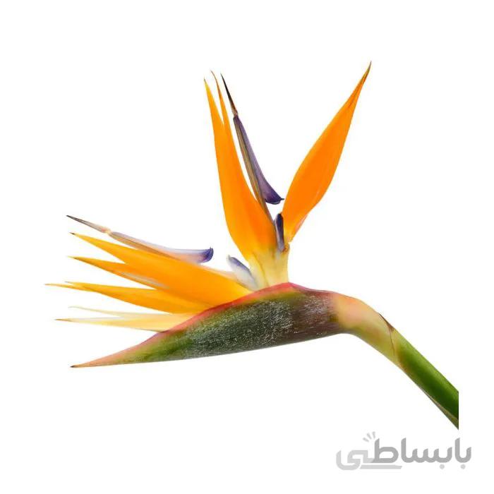 پرنده بهشتی