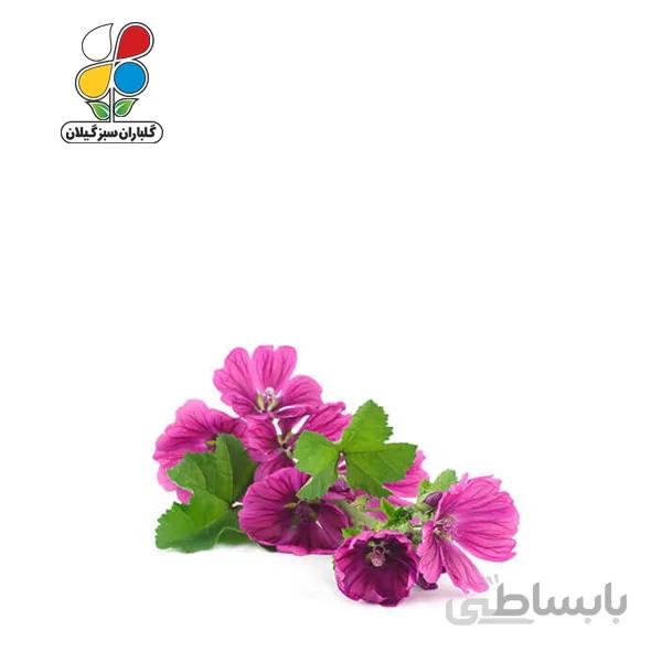 بذر گل ختمی الوان بسته بندی بزرگ مدل GPSF7L