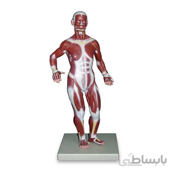مولاژ عضلات 1/3 ساده