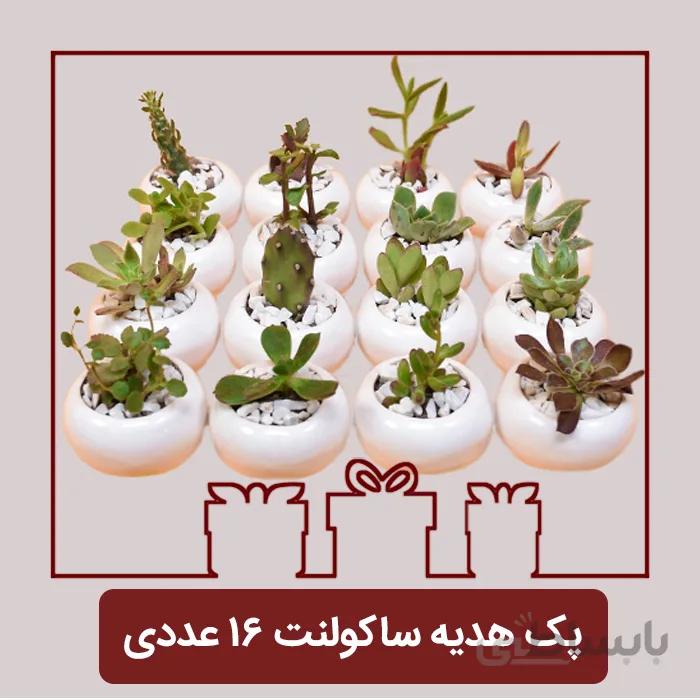 پک هدیه ساکولنت 16 عددی
