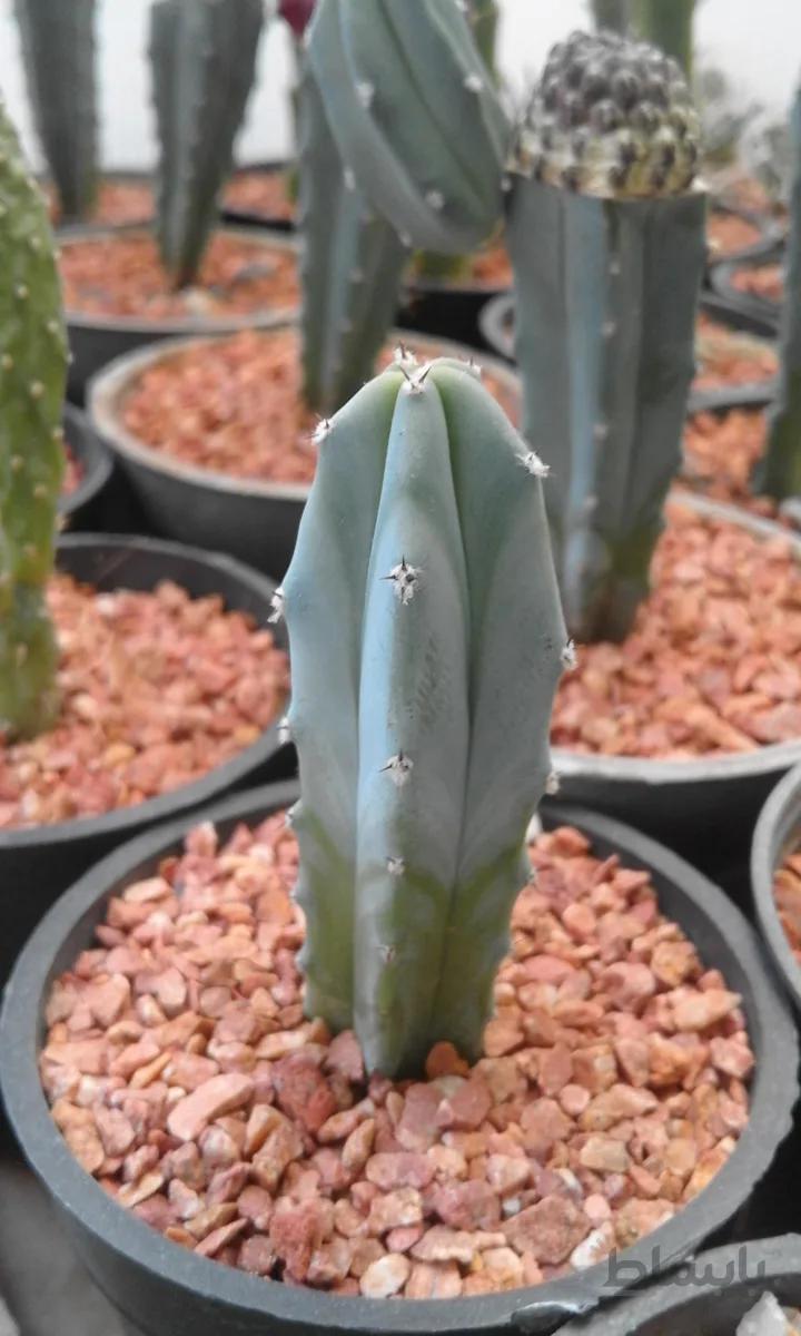 میرتلوکاکتوس آماده پیوند | myrtillocactus