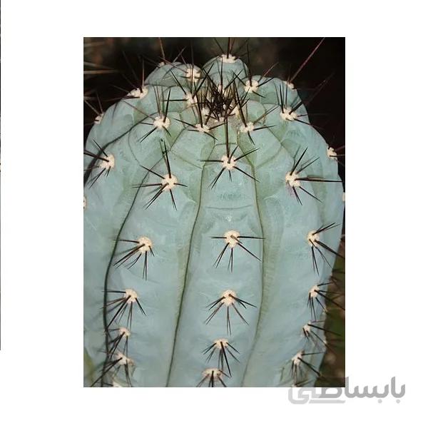 بذر سیپوسرئوس بریدی ده عدد