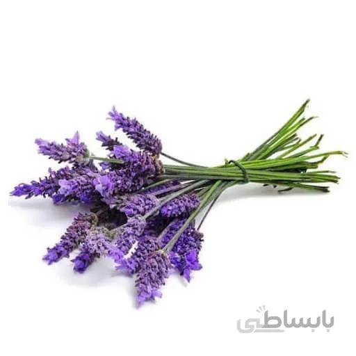 بذر اسطوخودوس
