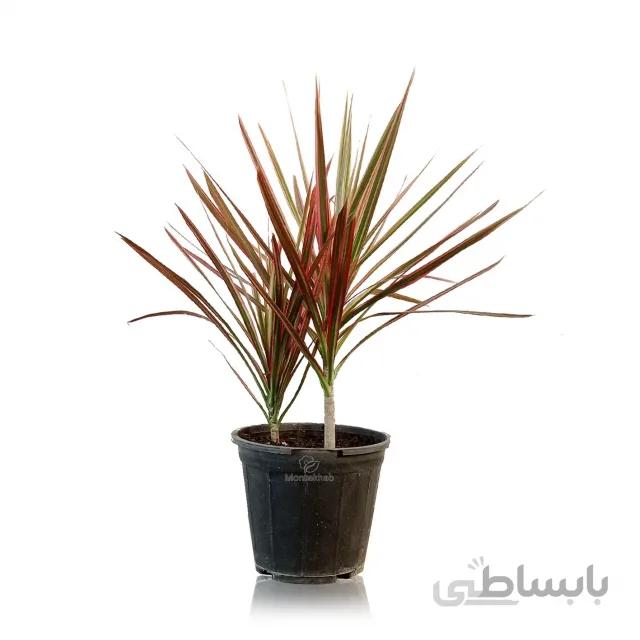 گیاه آپارتمانی دراسنا پرچمی صورتی