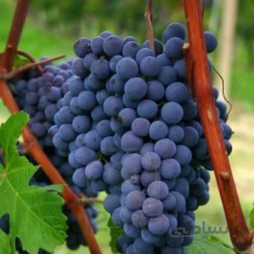 بذر انگور سیاه یا آبی تیره