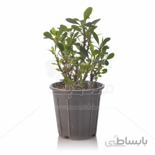 گیاه آپارتمانی مرجان ارتفاع 35 سانتی متر