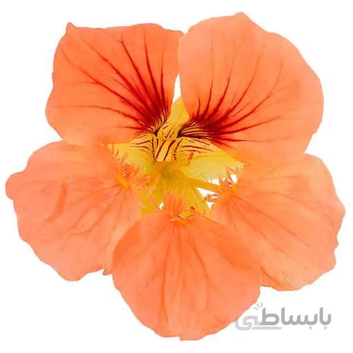 بذر گل لادن الوان