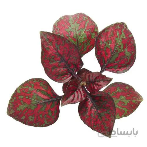 بذر F1 گلسنگ رقم confetti compact red