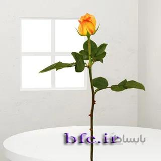 گل رز هلندی