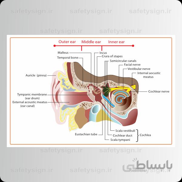 4700- آناتومی بدن – گوش ها