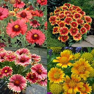 بذر گل رعنا زیبا الوان ا Gaillardia