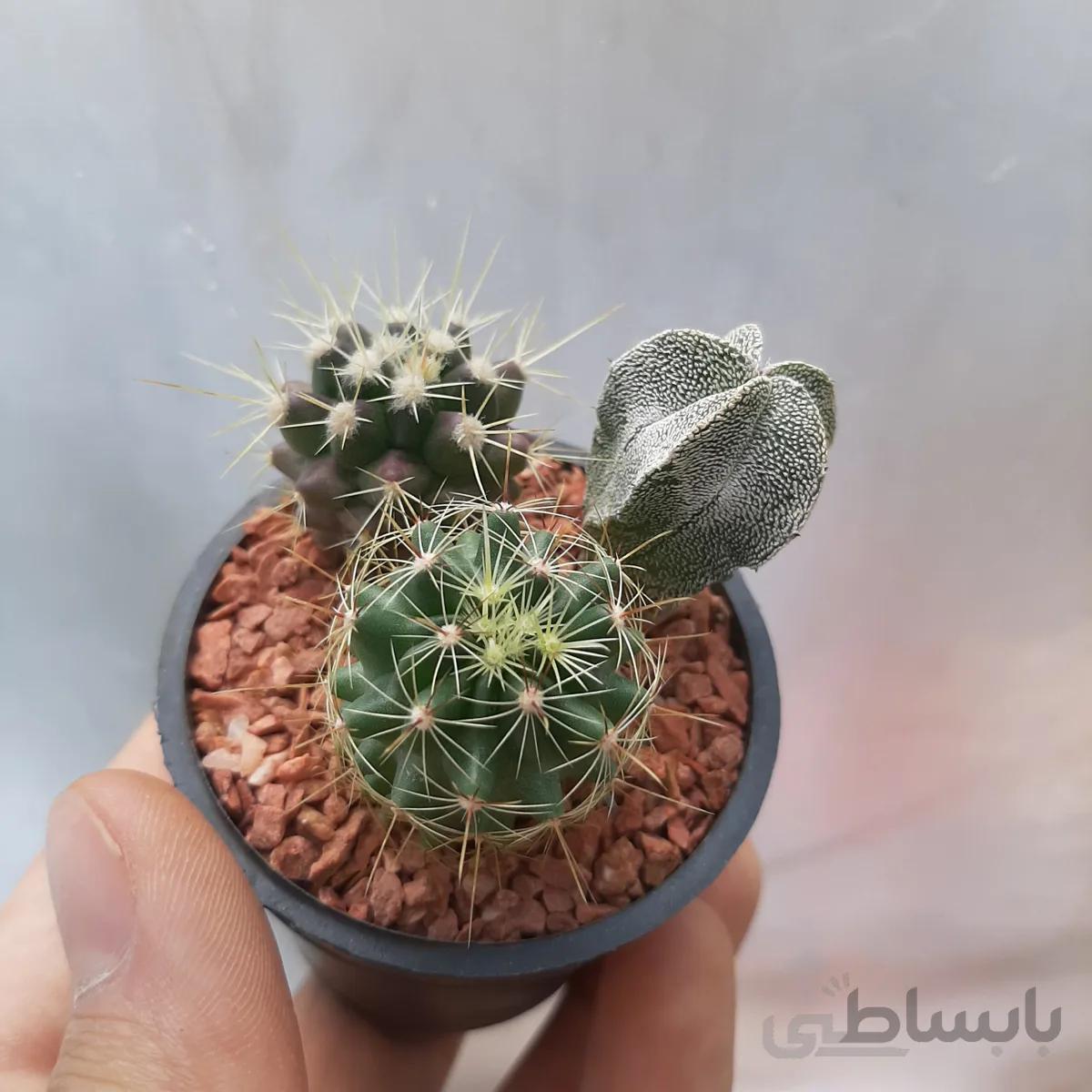 دیشگاردن کاکتوس سری5