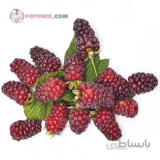 نهال لوگان بری