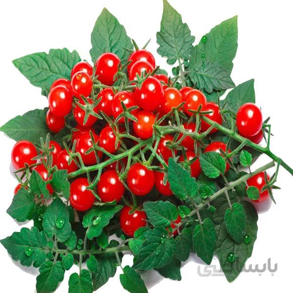 بذر گوجه مینیاتوری قرمز