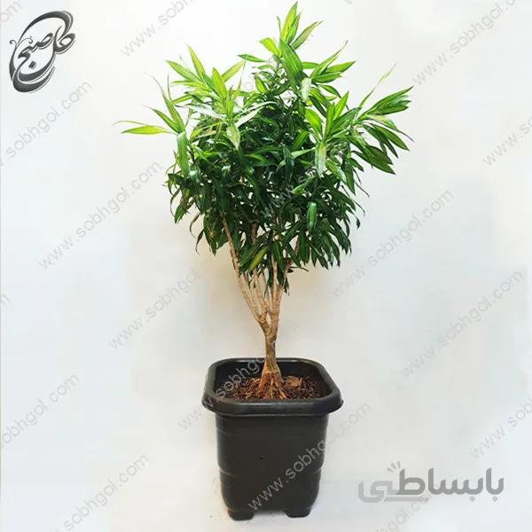 سفارش گل آنلاین – دراسنا طرح D-020 ( ارسال گل رایگان )