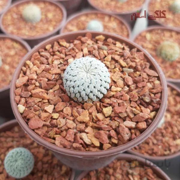 کاکتوس نایاب پلسی فورا (گلدان 6)