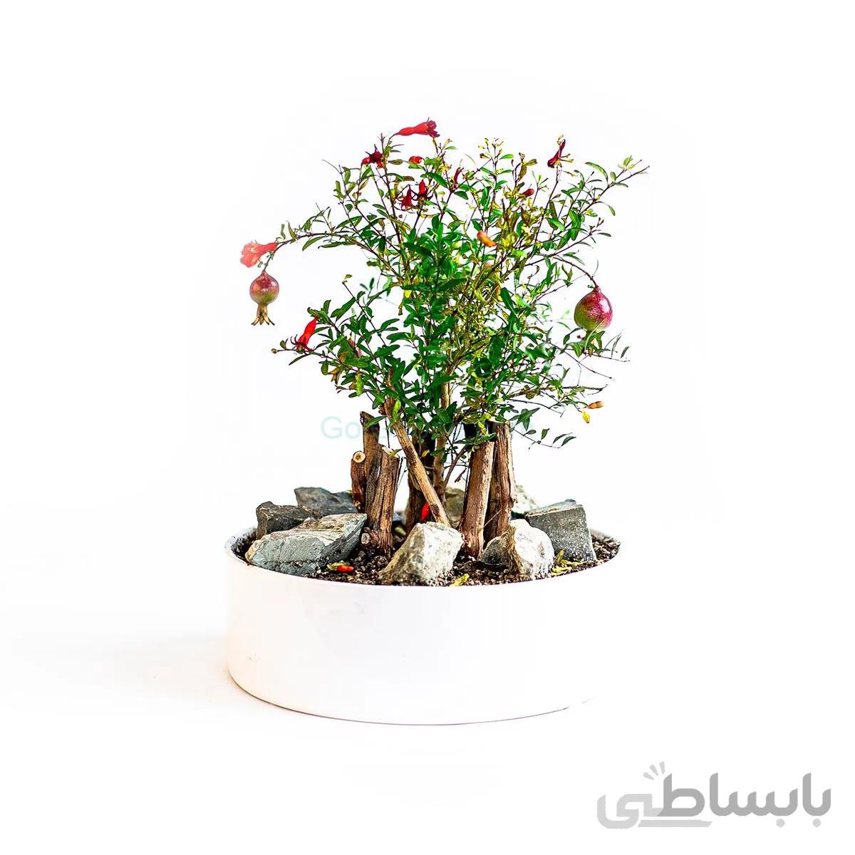 گیاه انار مینیاتوری | سایز متوسط