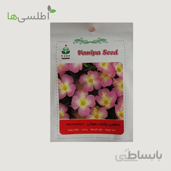 بذر مغربی