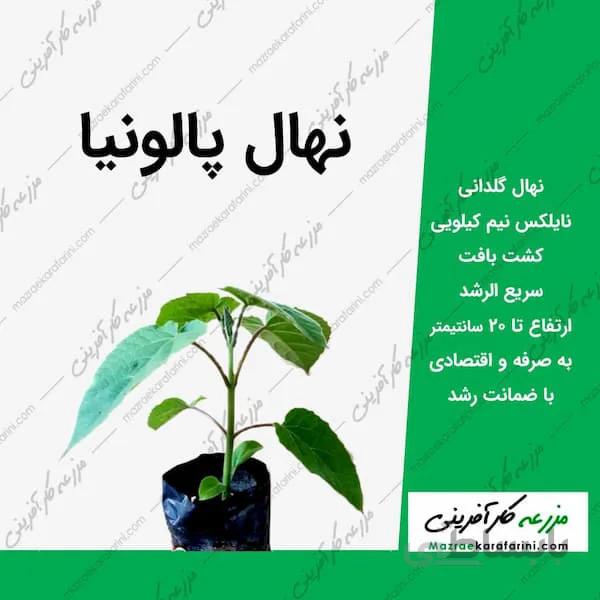 نهال گلدانی پالونیا اندازه 20 سانتی‌متری