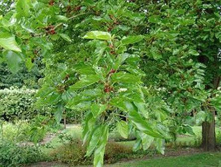 پروژه درختان میوه