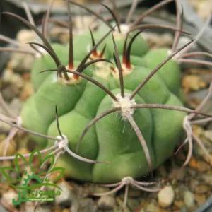 بذر کاکتوس ژمینو بروچی