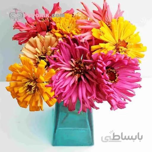 بذر گل آهار کاکتوس