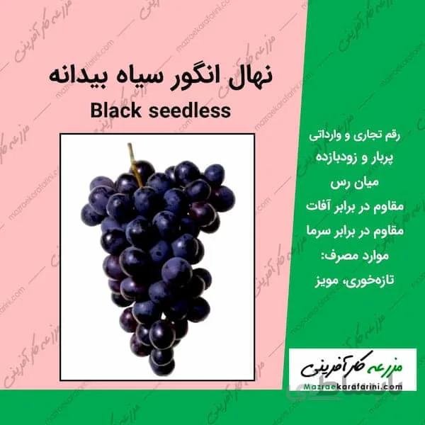 نهال گلدانی انگور بلک سیدلس Black Seedless