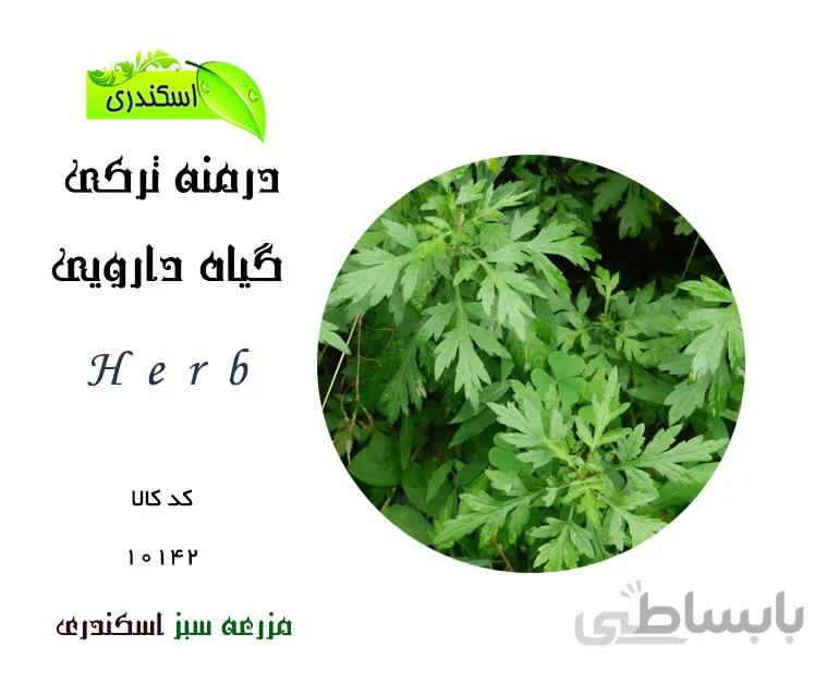 گیاه درمنه ترکی