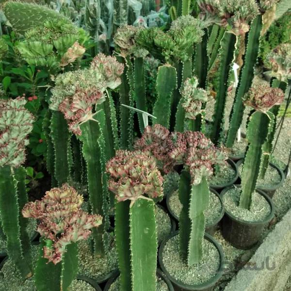 کاکتوس بزرگ افوربیا لاکتی پیوندی