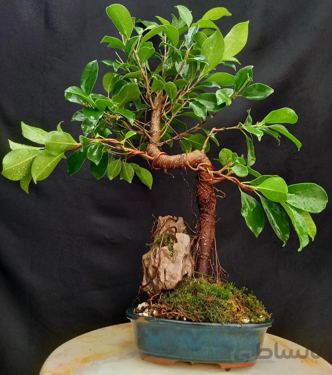 بنسای(بونسای) فیکوس رتوزا کلکسیونی ۱۶ ساله