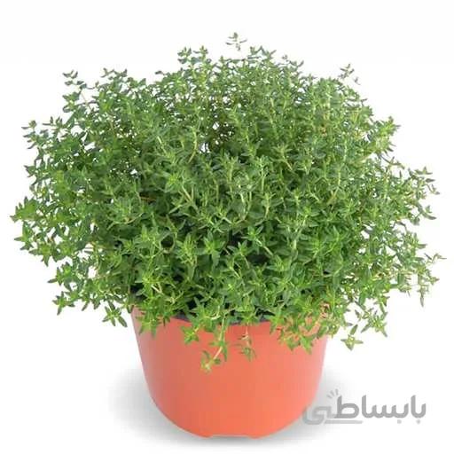بذر اویشن برگ باریک