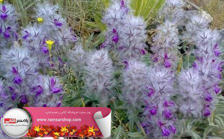 چای کوهی بسته 50 گرمی