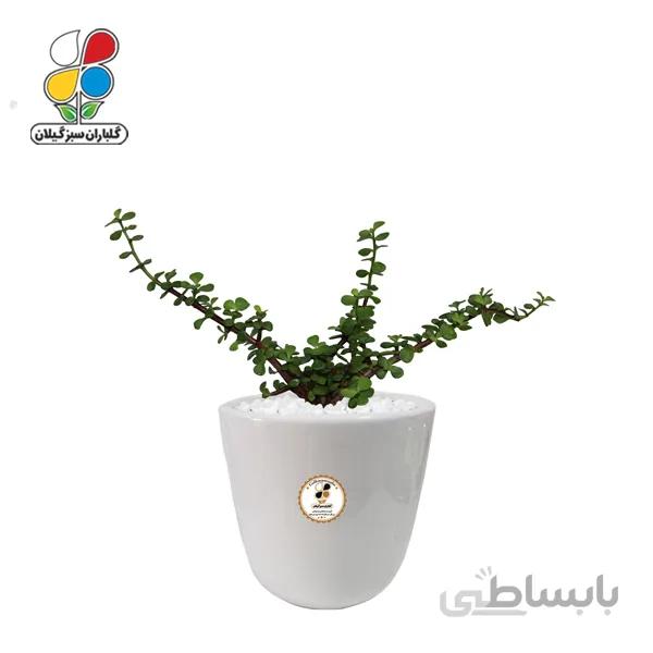 گیاه طبیعی خرفه زینتی (کراسولا) کوچک گلباران
