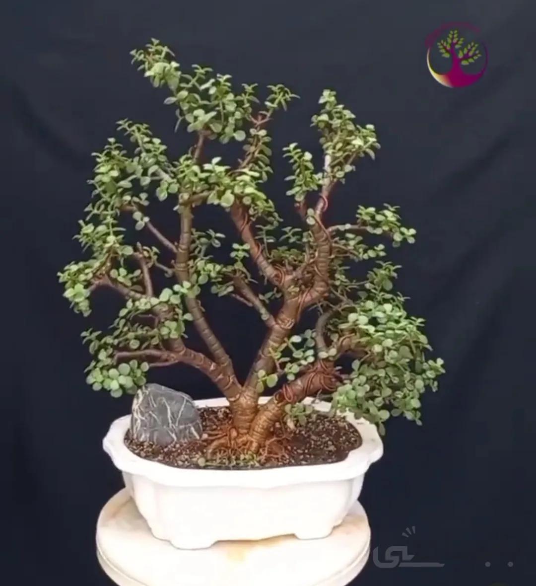 بنسای(بونسای) جید مینیاتور (پرتولاکاریا) یا کراسولا خرفه ای مدل آواتار ا Jade bonsai