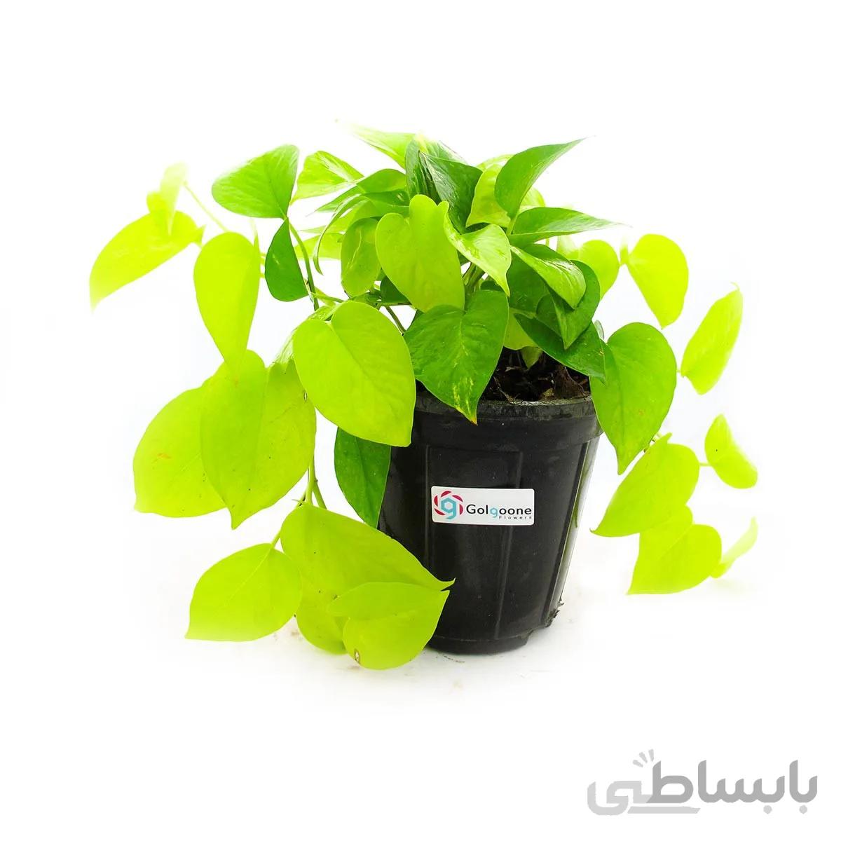 گیاه پتوس طلایی
